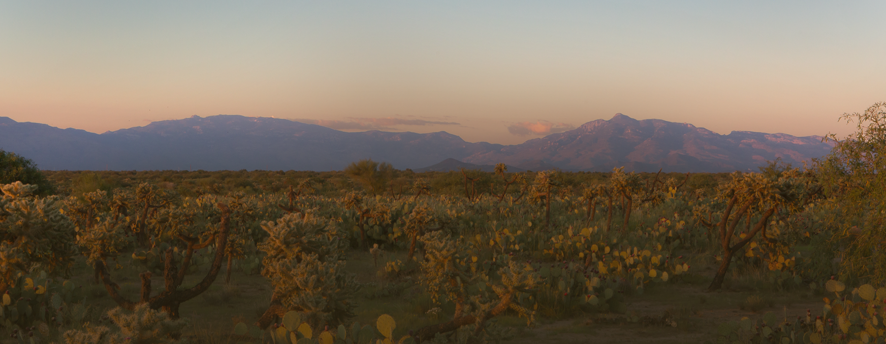 A landscape of Arizona. Plants in the foreground and mountains in the back.