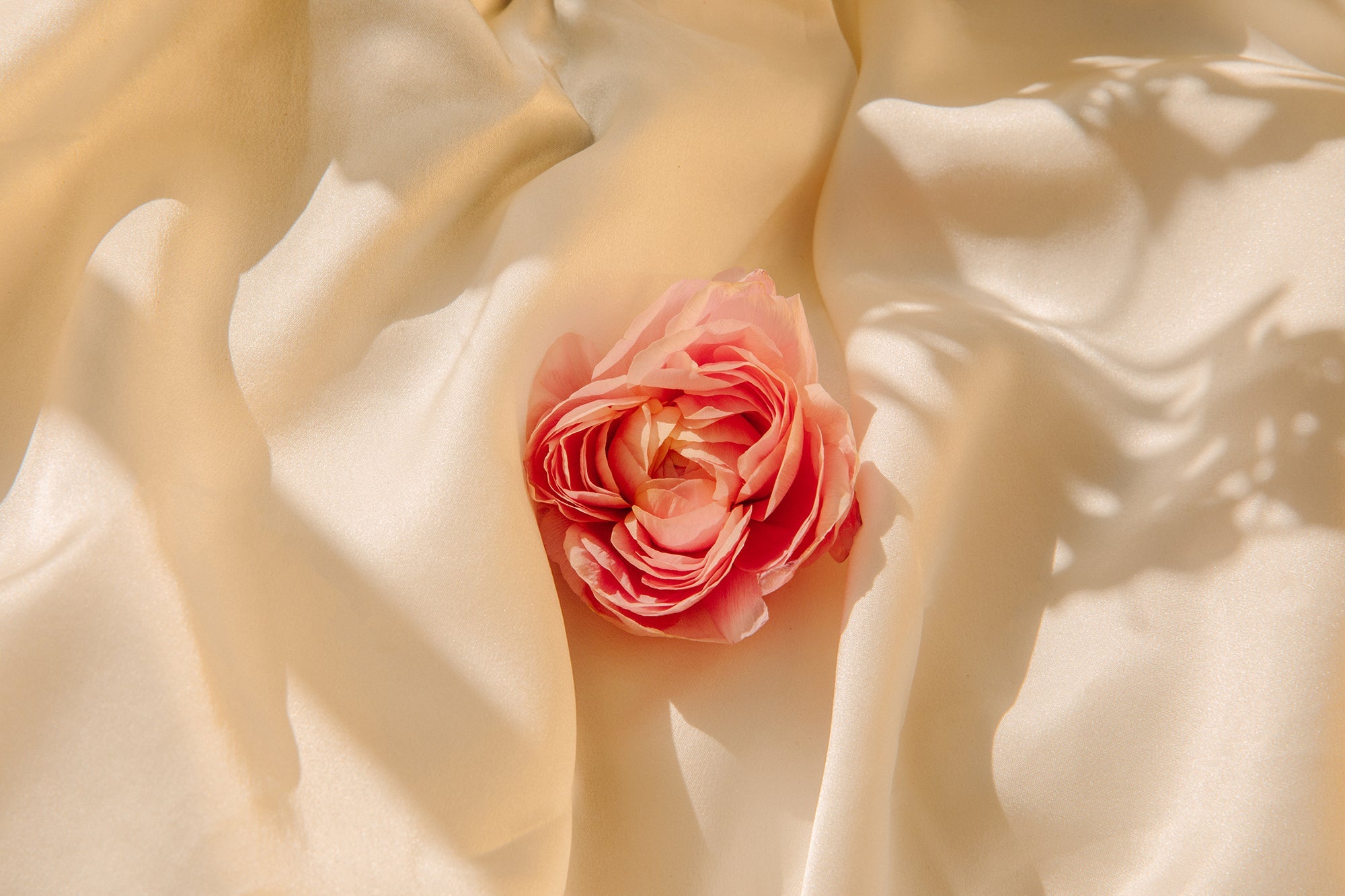 Pink rose on soft cream fabric with natural shadows