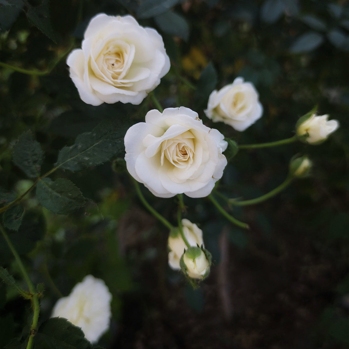 White roses in bloom with lush green leaves, natural botanical beauty
