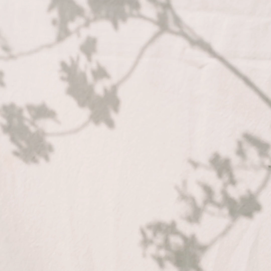 Soft leaf shadows on a textured white wall