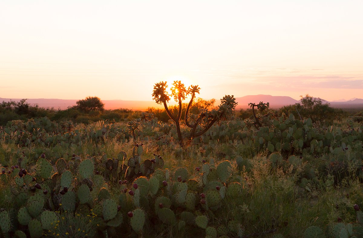 Desert sunset with cacti and Joshua tree, wild-crafted botanicals landscape