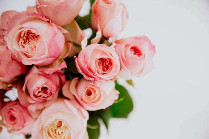 Soft pink roses with green leaves on white background