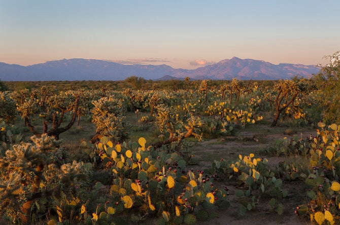 Desert landscape with cacti and mountains at sunset