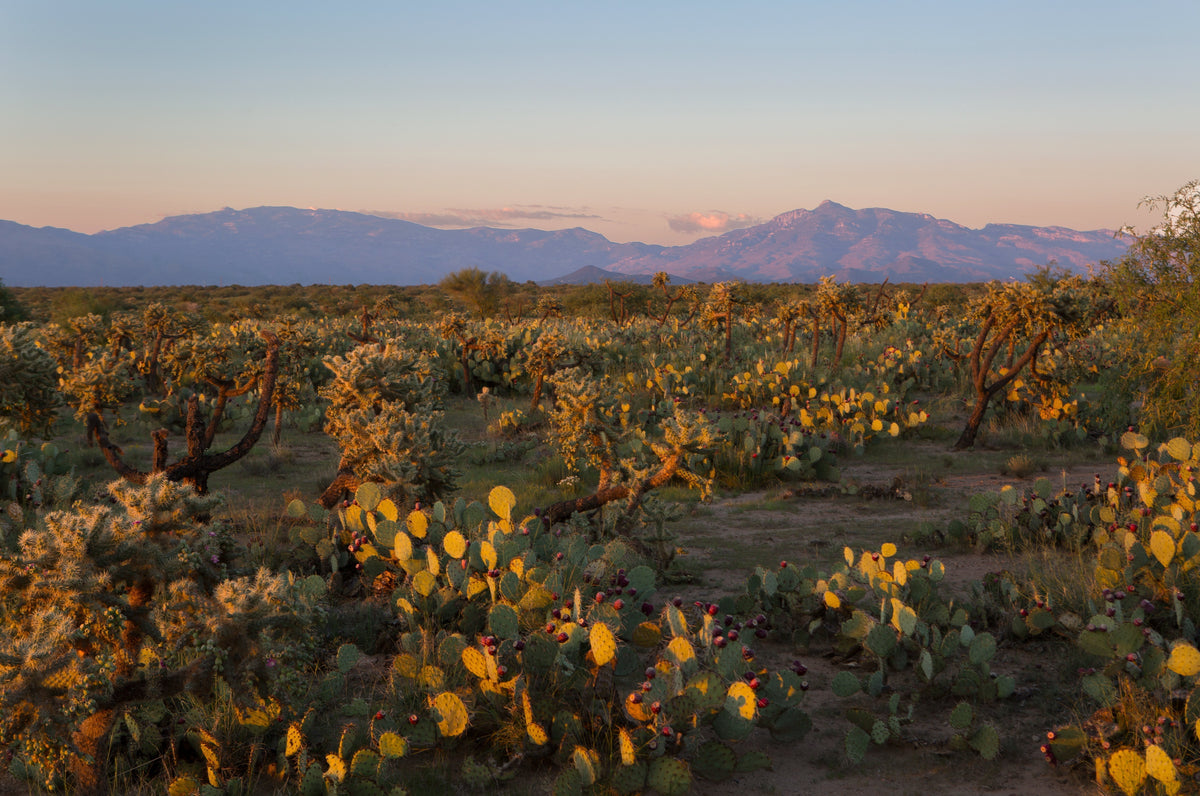 Desert landscape with cacti and mountains at sunset