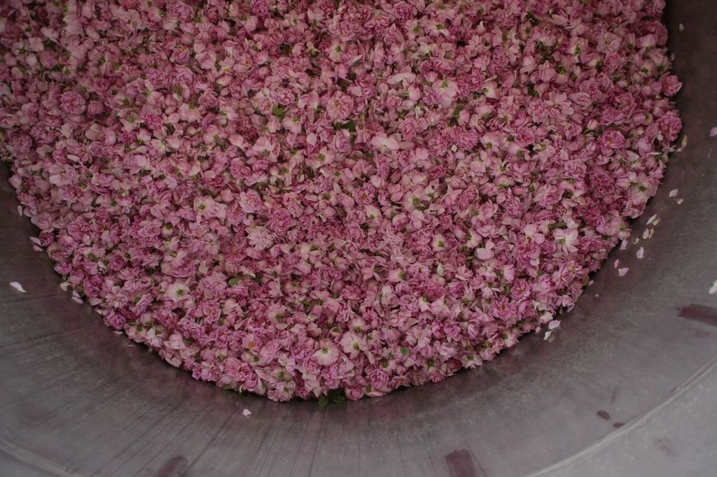 Pink rose petals in a metal bowl for botanical skincare