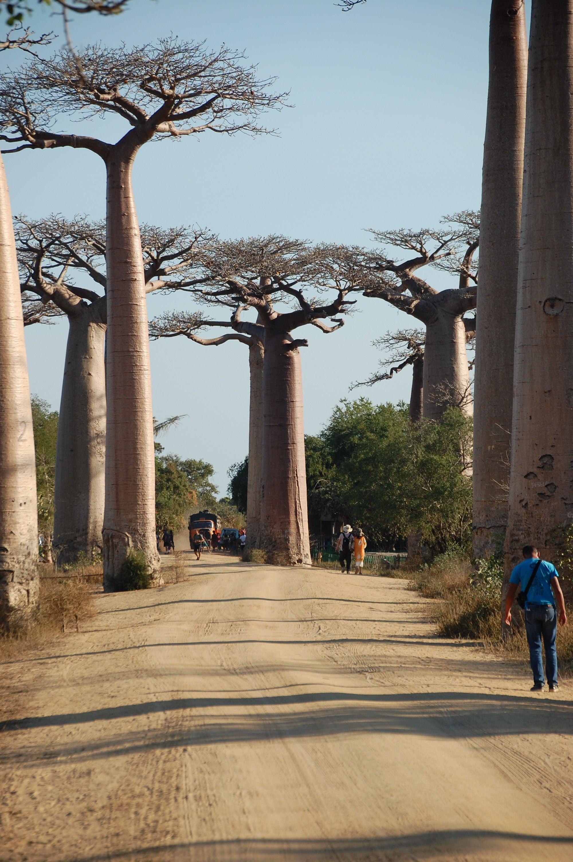 Dusty road lined with towering baobab trees under clear blue sky, tourists walking and vehicles passing