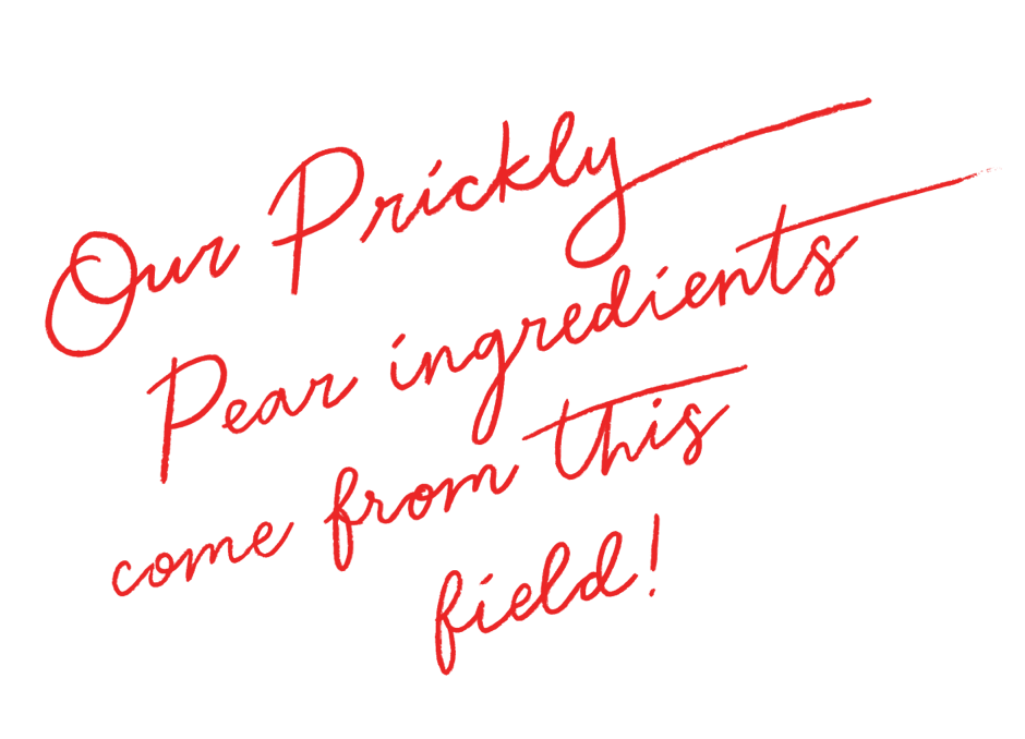 script text saying 'Our Prickly Pear ingredients come from this field!'